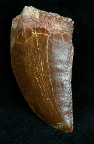 Carcharodontosaurus Tooth - A Real Gem #12105